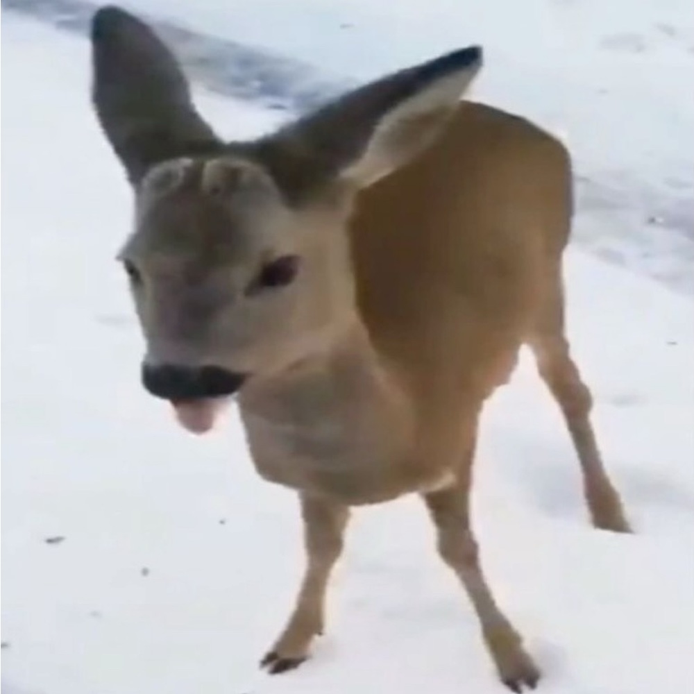 Meet your Posher, Nim